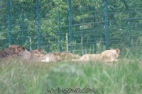 watermarked-IMGP8118 (Kopiowanie)